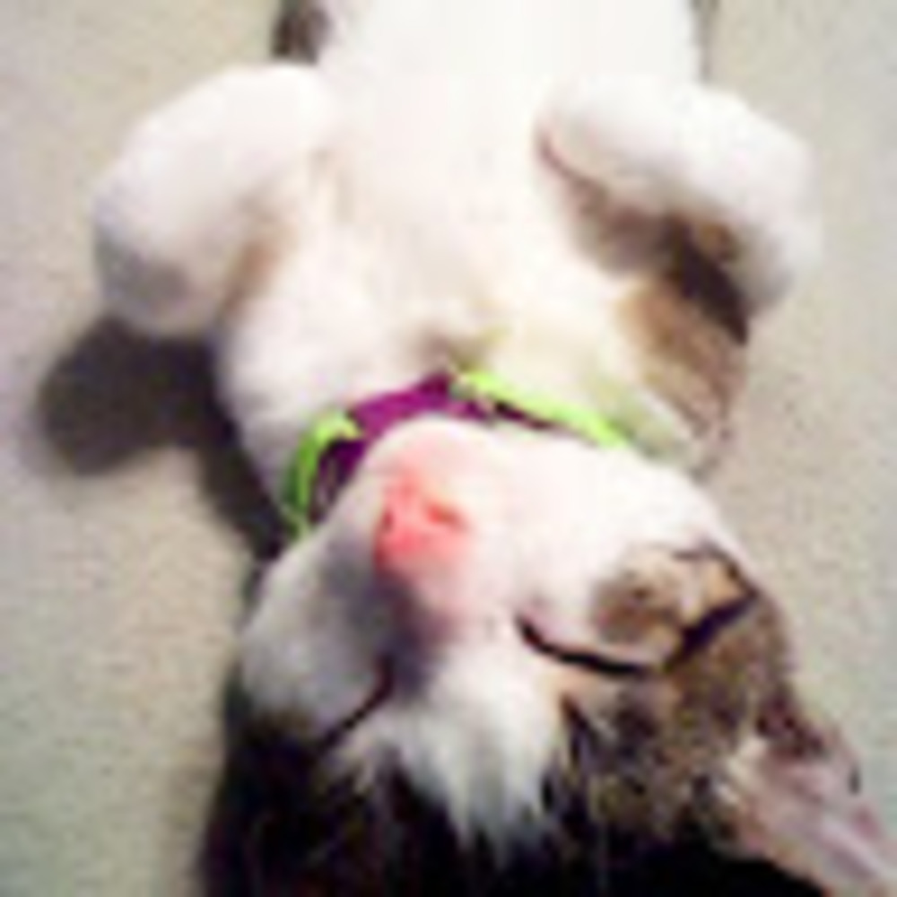 Meet your Posher, Monica